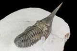 Lanceaspis Trilobite - Extremely Rare Species #70583-6